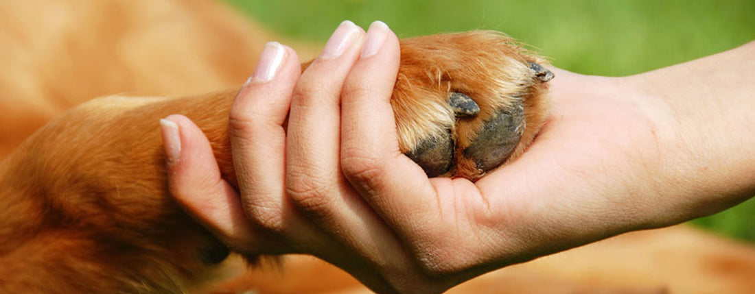 Celebrate International Human-Animal Bond Day – November 8