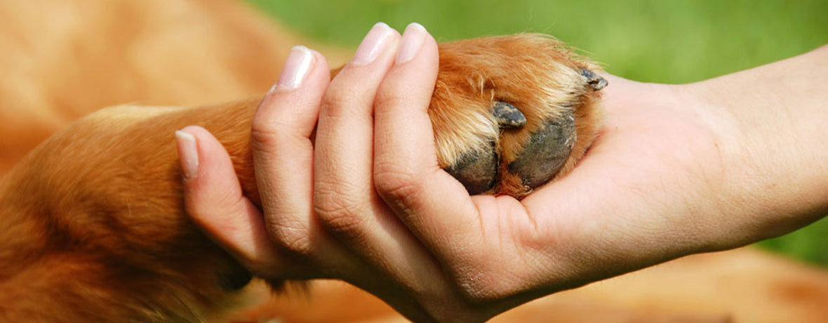Celebrate International Human-Animal Bond Day – November 8