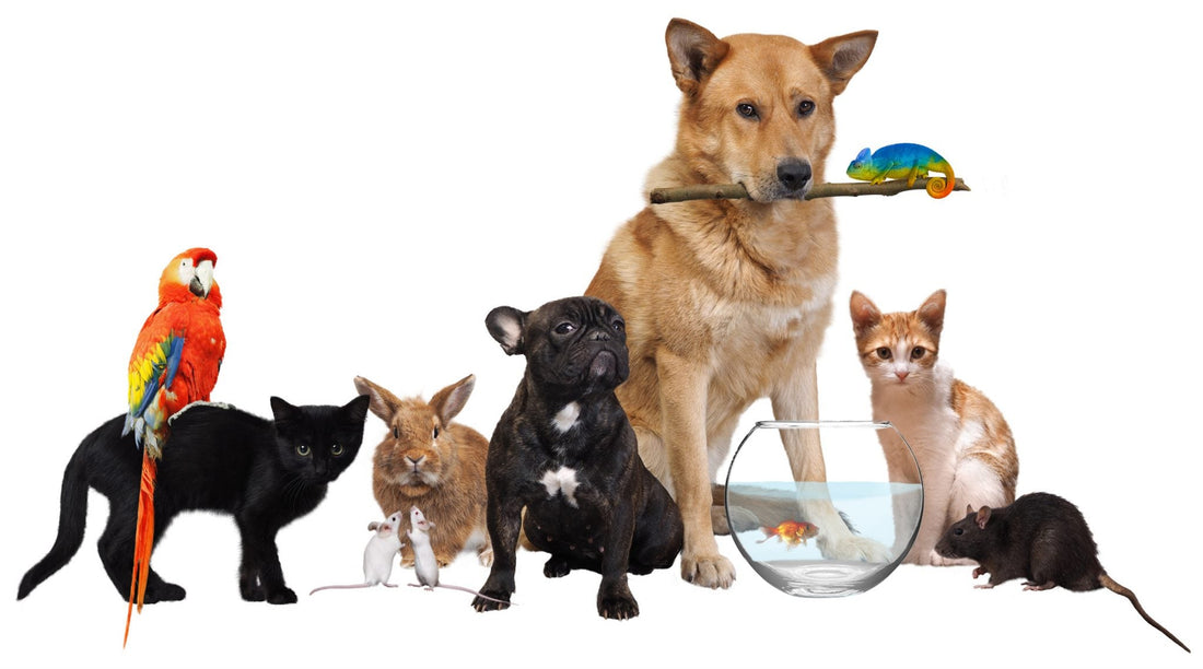 May’s First Week: National Pet Week — Celebrating the Love and Joy Our Pets Bring!