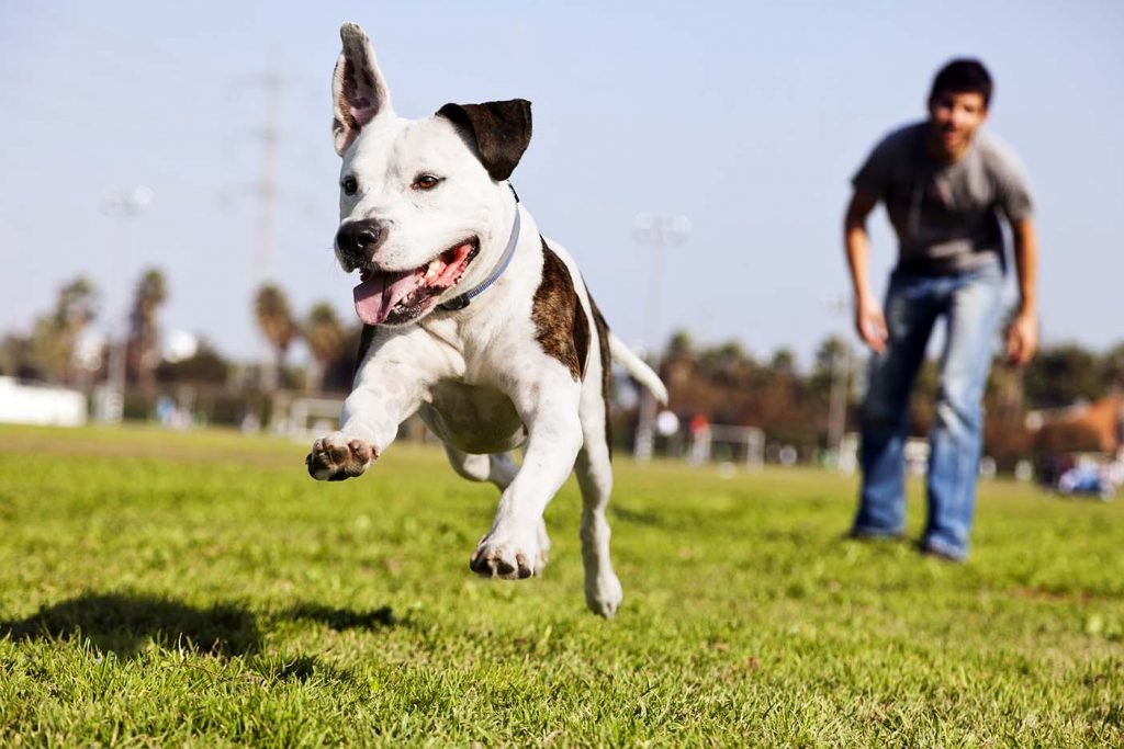 October 18: National Fetch Day