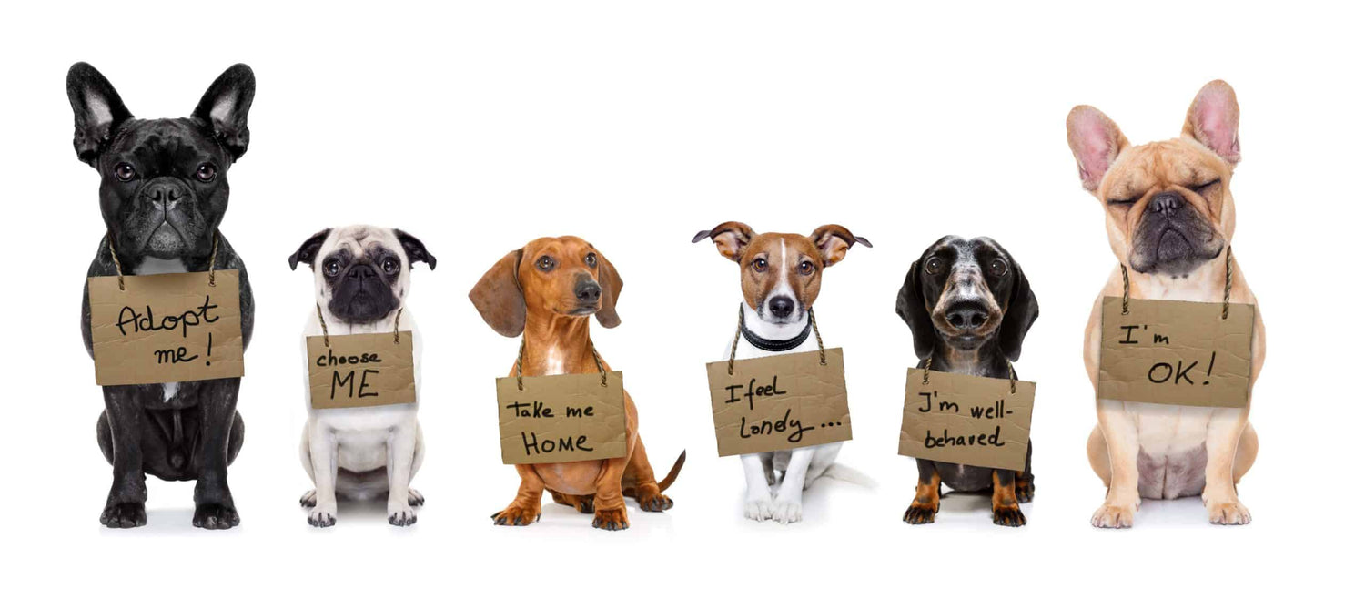 September 14th-20th | Adopt-a-Less-Adoptable-Pet Week