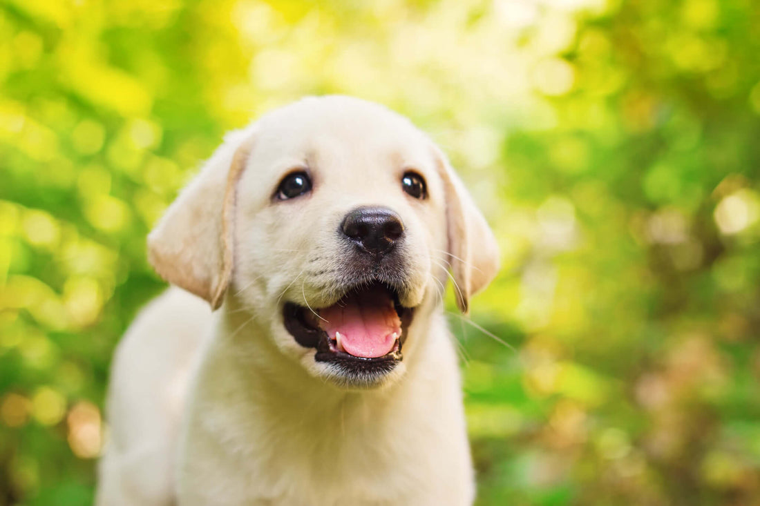 Poison Prevention Awareness Month: Protecting Your Pup from Hidden Dangers