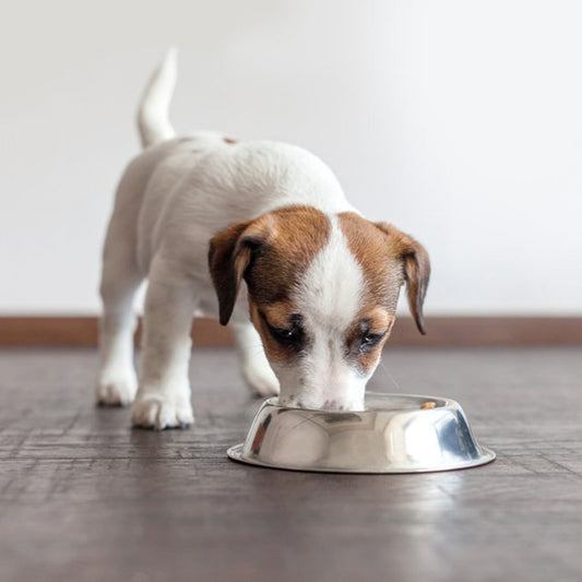 1st Full Week of April - National Raw Feeding Week: What’s in Your Dog’s Bowl?