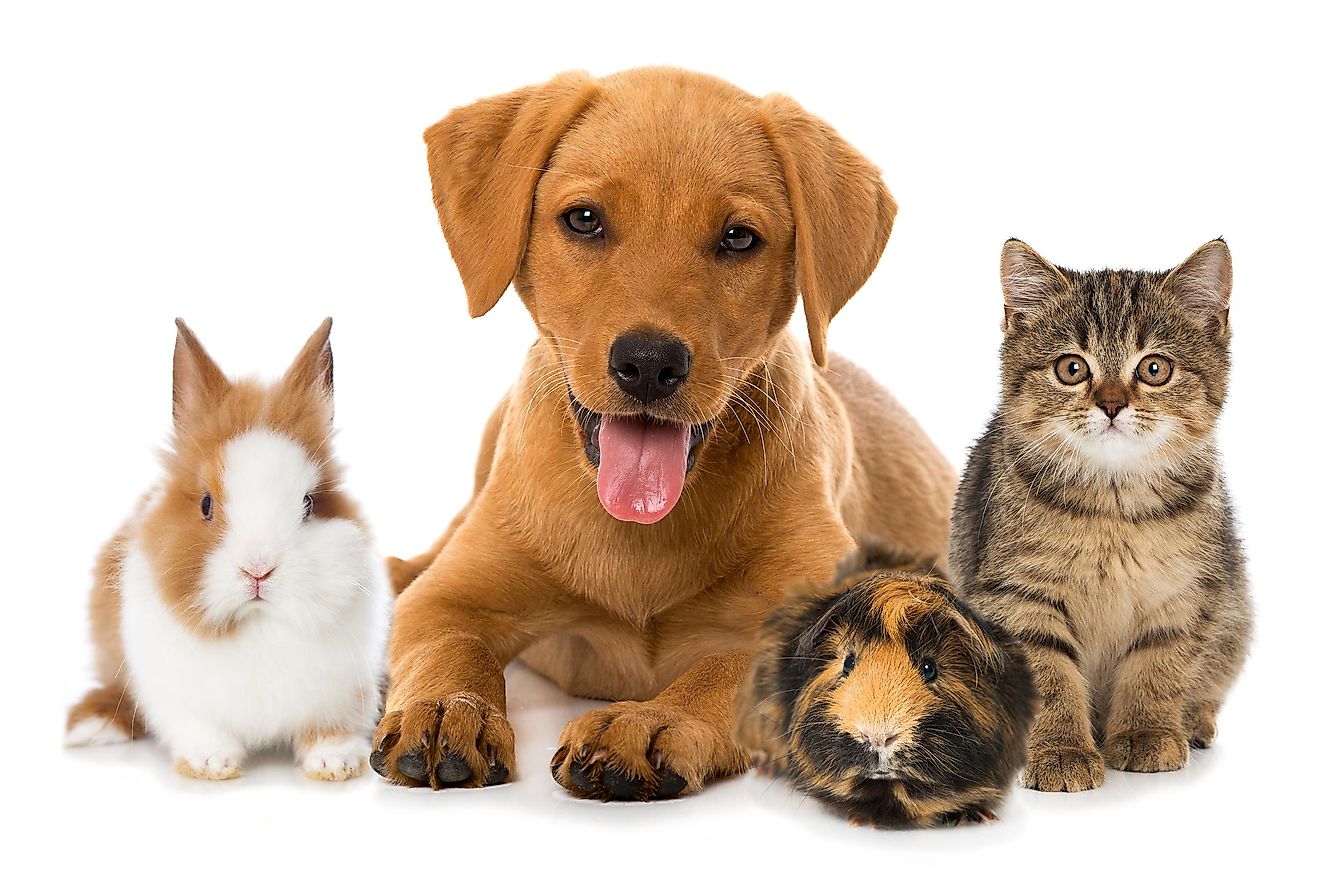 April 11: Celebrate National Pet Day — Because Life’s Better with Pets (and Walks are Better with 2 Fur Doodie)