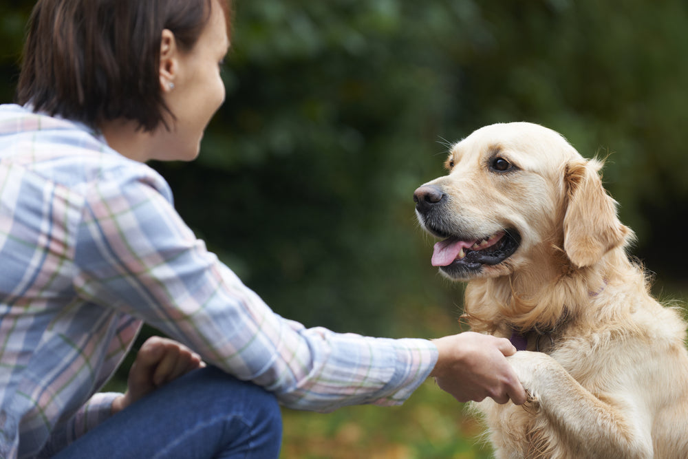 September 21st | Celebrate Responsible Dog Ownership Day!