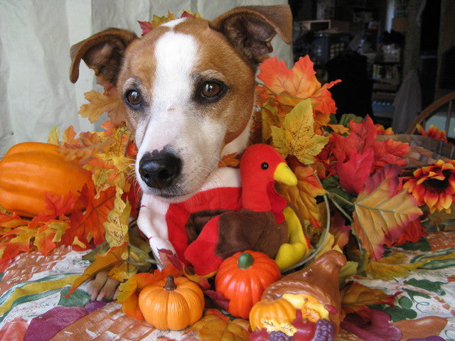 Thankful for My Dog Day: Celebrating Our Furry Friends on November 23