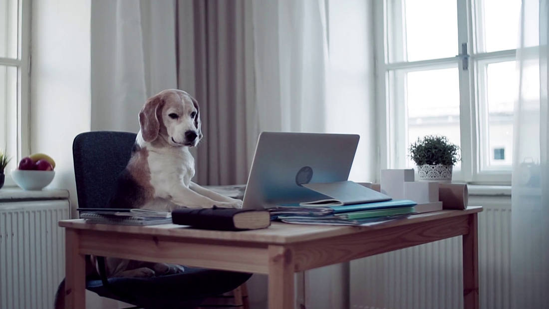 Take Your Dog to Work Day - Friday after Father's Day