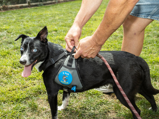 All-in-One Dog Harness: The Poop Saddle - Bag Dispenser & Essential Pocket